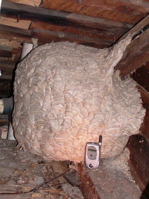 hornet nest attic faced cycle face